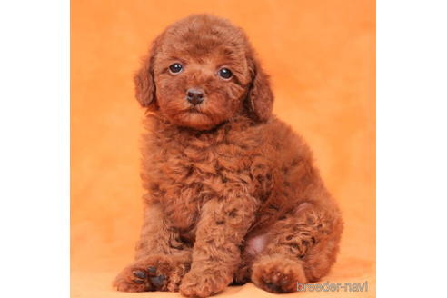 成約済の東京都のトイプードル-202144の1枚目